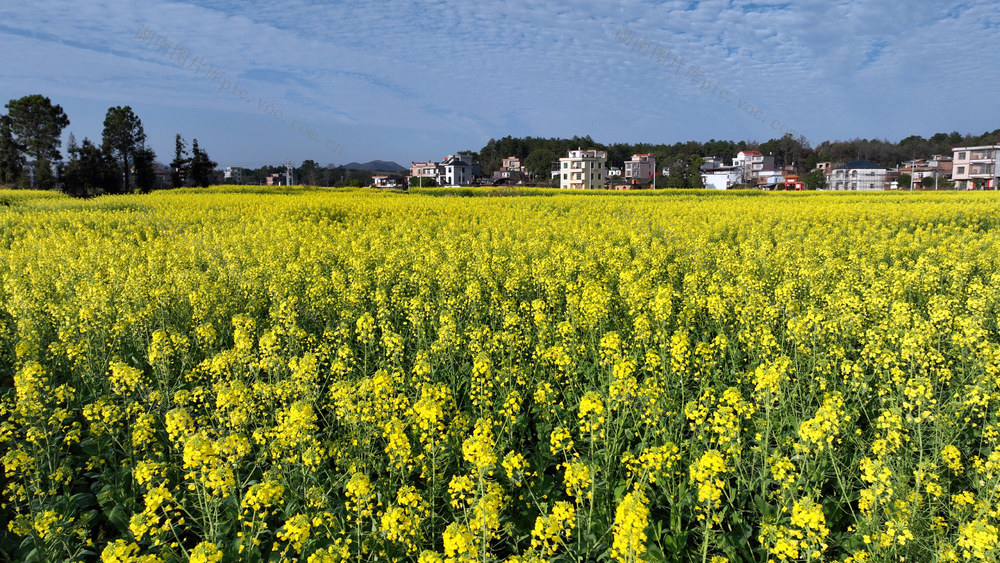 宁远县 油菜花 生态宜居 产业兴旺 画卷