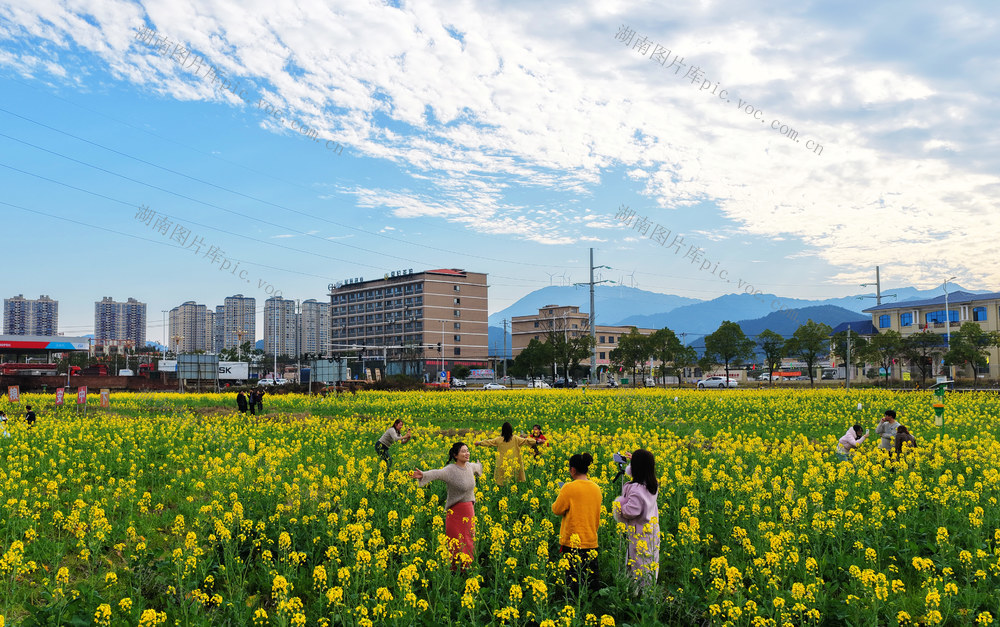 蓝山：油菜花开引客来