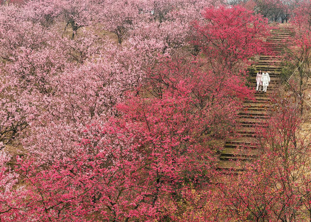 春节 假期 踏青 赏花