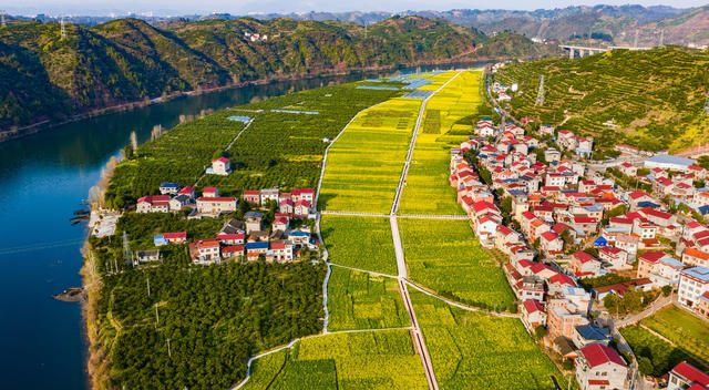 农村  农业  种植  油菜  稻田艺术  麻阳