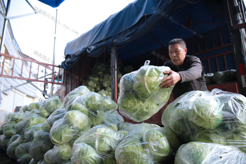 湖南桂东 人勤春早 高山蔬菜 大湾区 春节市场