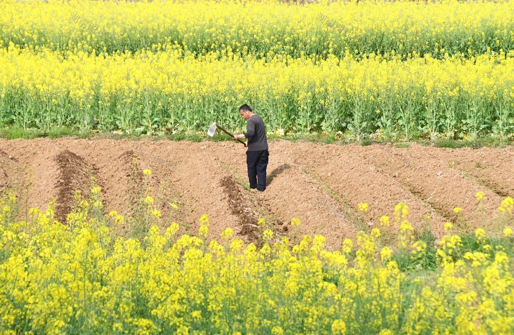 人勤春来早 农家耕作勤