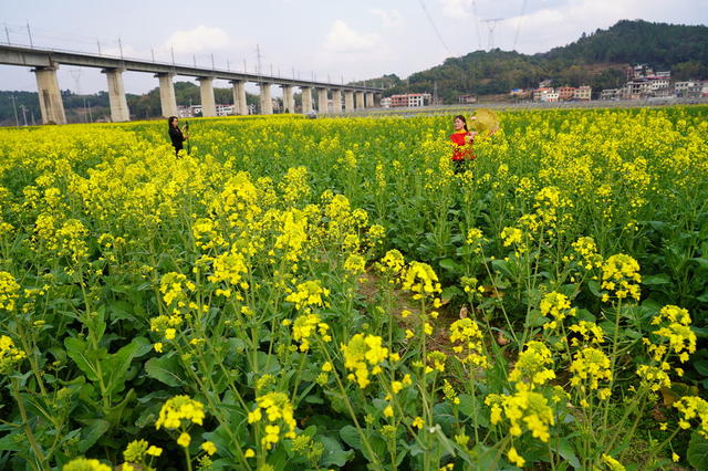 油菜花开啦（图）
2月22日，湖南省隆回县花门街道铜盆江村油菜花初开，游客前来拍照游玩。近年来，该县发动村民广种油菜，春可赏花，秋可收籽，既可增加村民收入，又可促进乡村旅游。