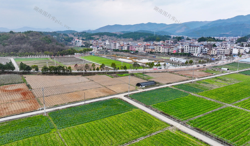 油菜花  盛开  乡村美