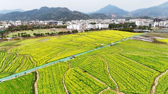 春色  油菜花海  春天  