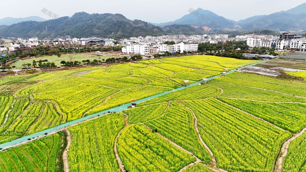 春色  油菜花海  春天  