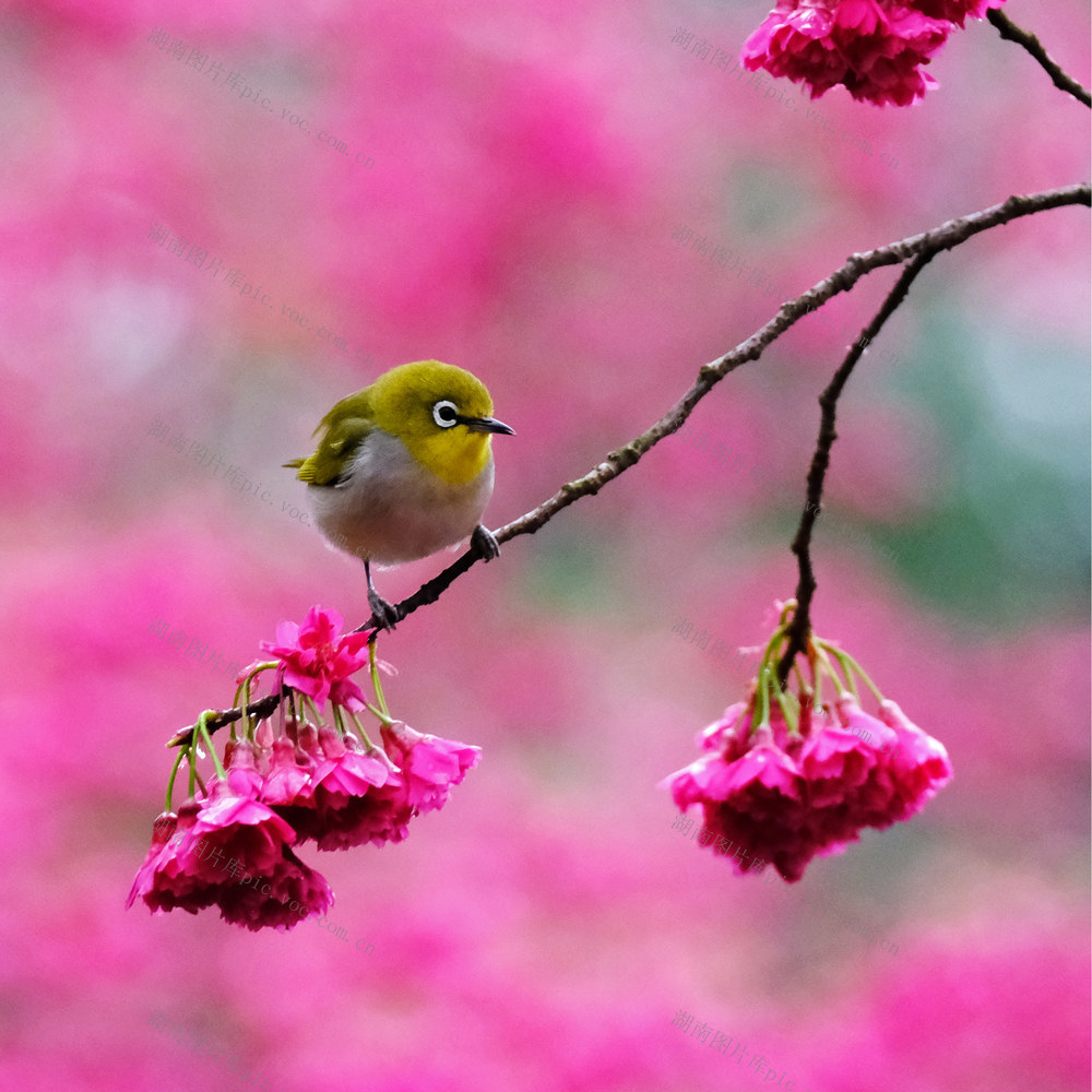 樱花绽放 小鸟戏花
