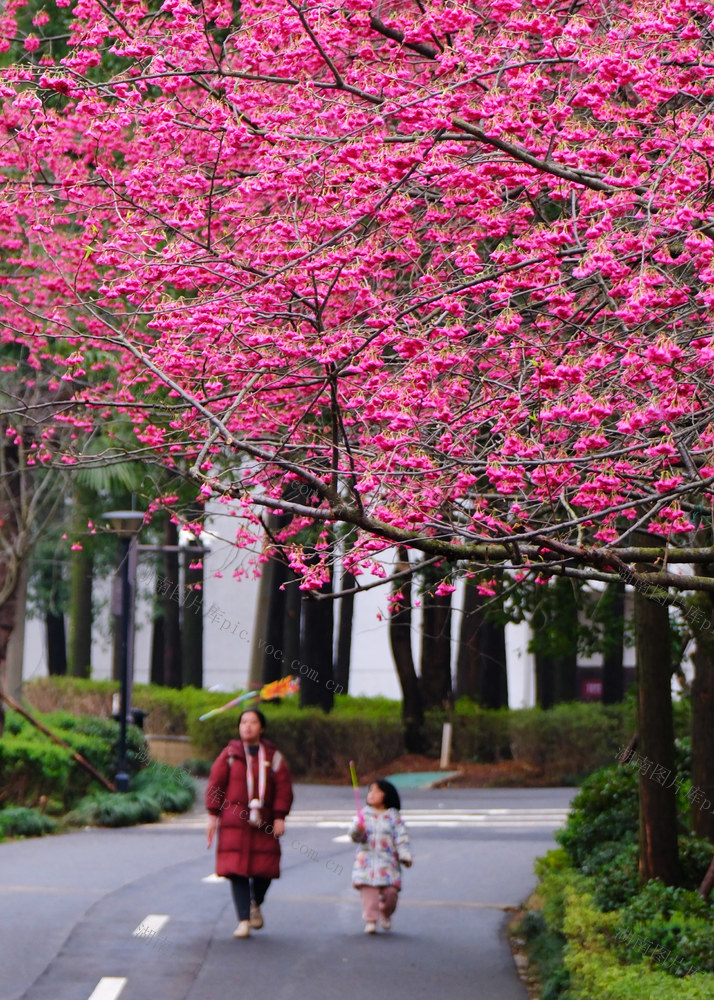 樱花绽放醉游人