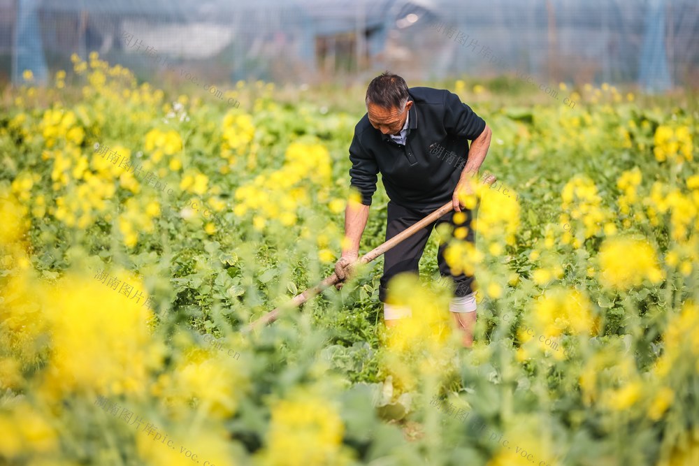 农忙 农事 农业 田间 早春
