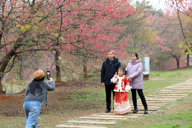 樱花  盛开  春光  赏花  游客