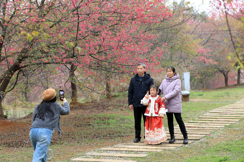 樱花  盛开  春光  赏花  游客