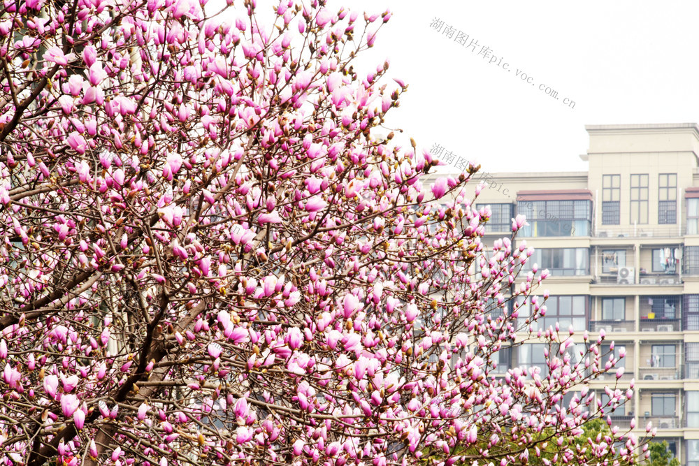 初春  植物  花卉  紫玉兰  白玉兰