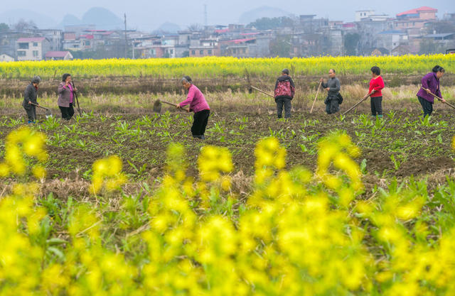 湖南道县：人勤春早农事忙