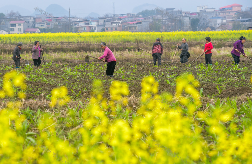 湖南道县：人勤春早农事忙