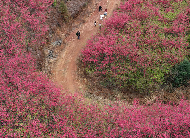 樱花 踏青 赏花