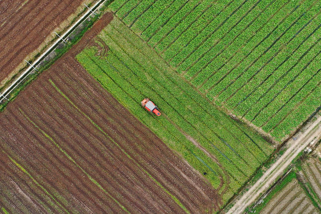 嘉禾：人勤春早农事忙