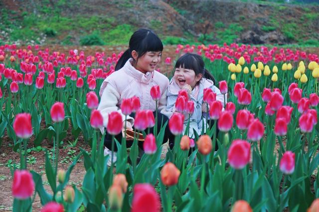 郁金香盛开  引来游客观赏