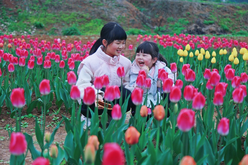 郁金香盛开  引来游客观赏