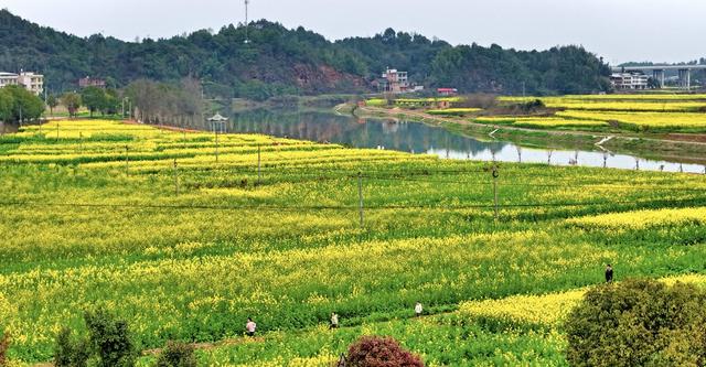 常宁  油菜花  美景