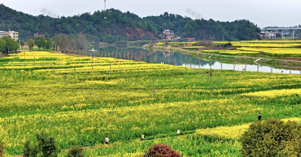 常宁  油菜花  美景