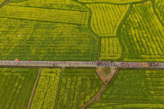 油菜花 花海 游客 花 春