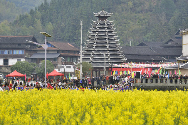 油菜花、春天、旅游、春光、赏花