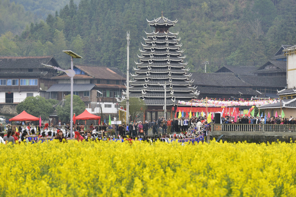 油菜花、春天、旅游、春光、赏花