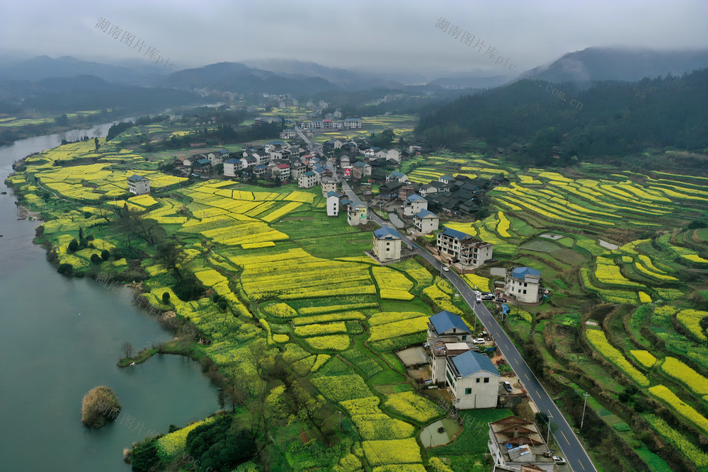 油菜花 绽放 吸引 游客 春天 发展 “农业+旅游”农民增收
