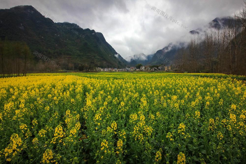 湖南，龙山，村庄，春天，生机勃勃