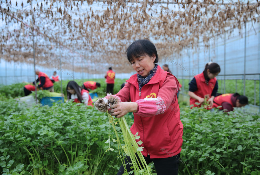 湖南桂东 春风送暖 助农耕 志愿服务 抢收 红马甲 蔬菜