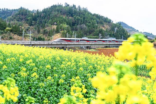 菜花映高铁   律动的春曲