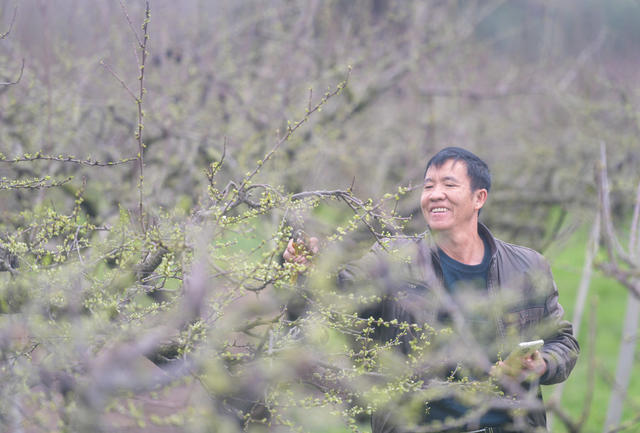 湖南道县：果树修剪忙