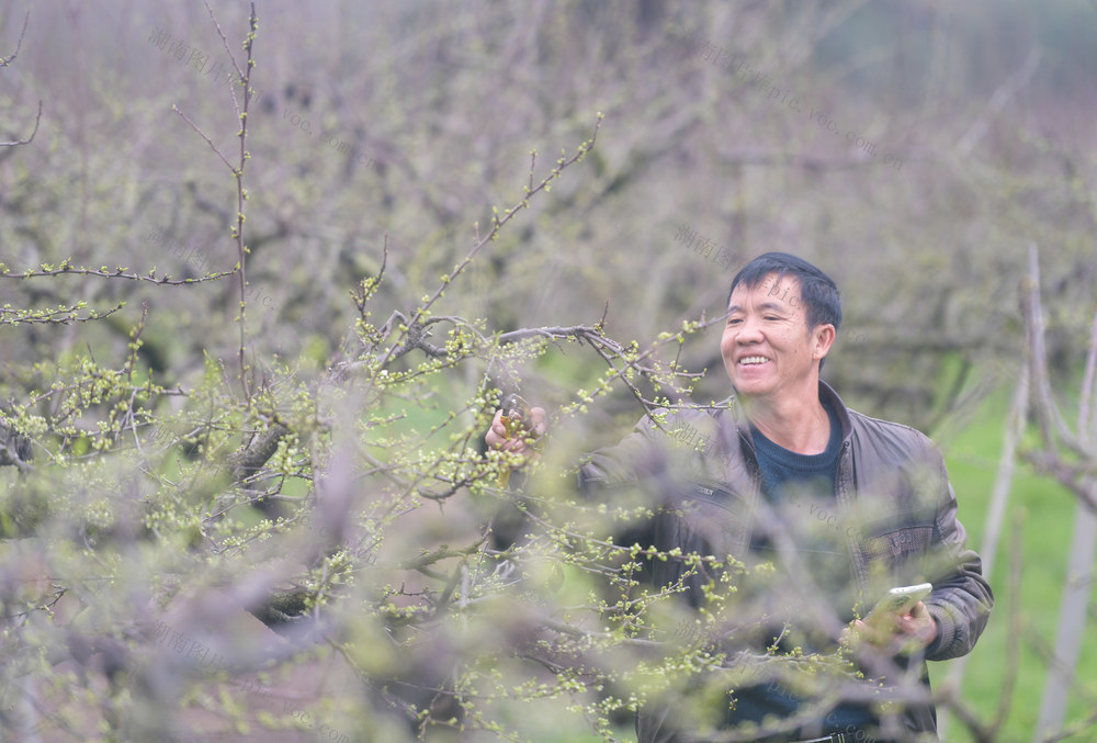 湖南道县：果树修剪忙