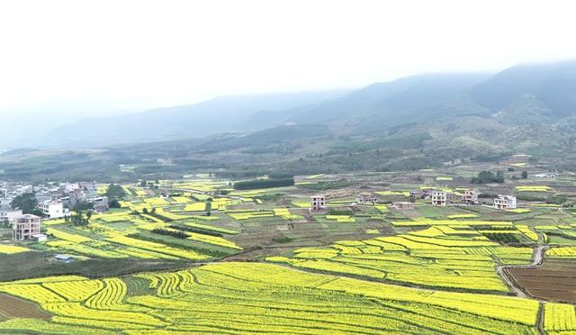  油菜花开春意浓