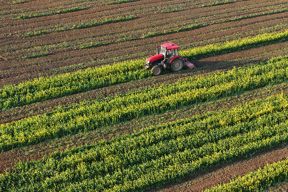 嘉禾：立春到 农事忙