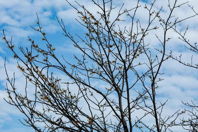 立春将至、金缕梅花开、自然保护区