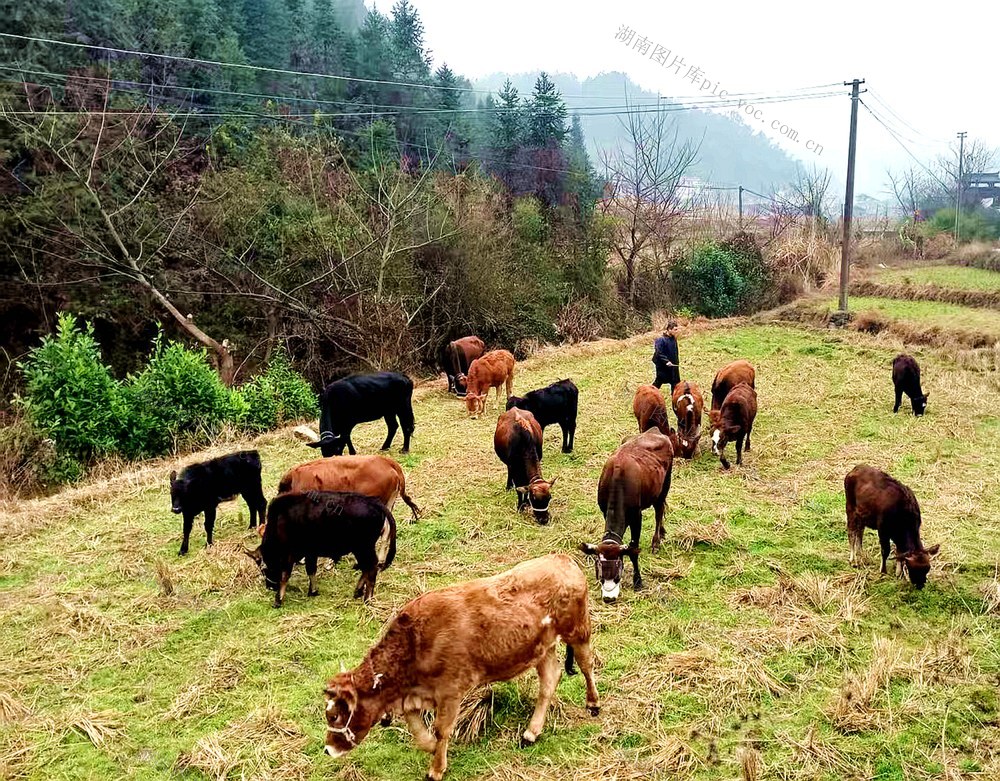 黄牛 深冲 致富