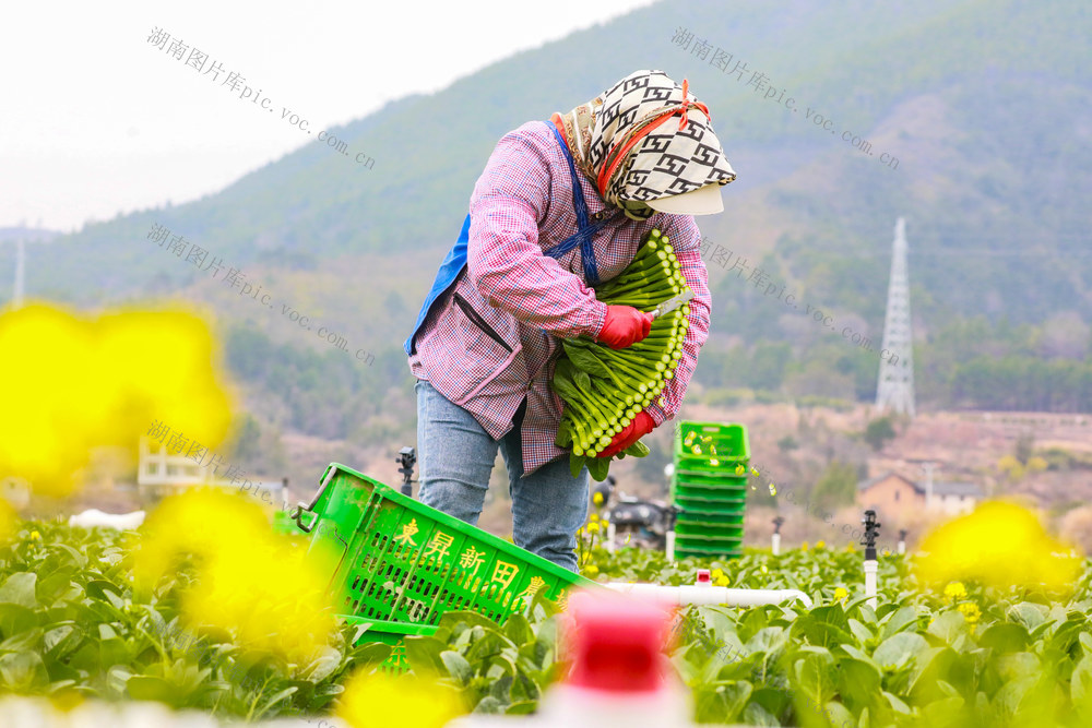 立春  农事  蔬菜  采收