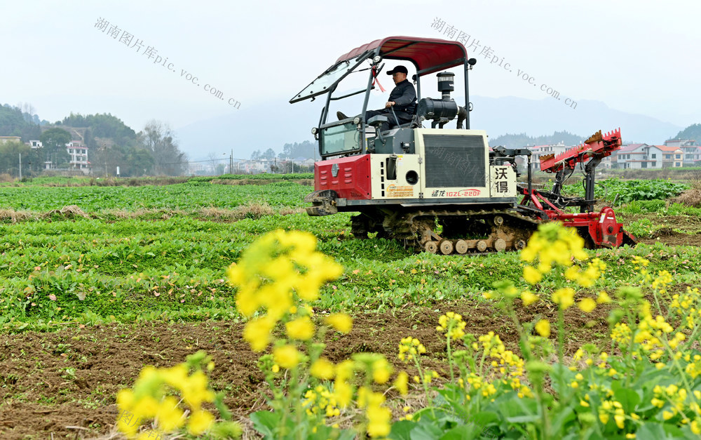  立春，节气，农事，犁田，农机，农忙，忙碌，农民，农作物，生产，农村，田间地头