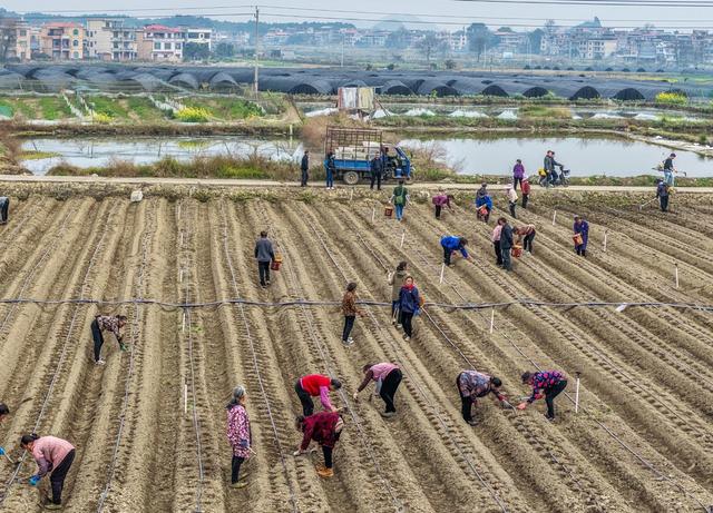 湖南道县：特色产业促增收