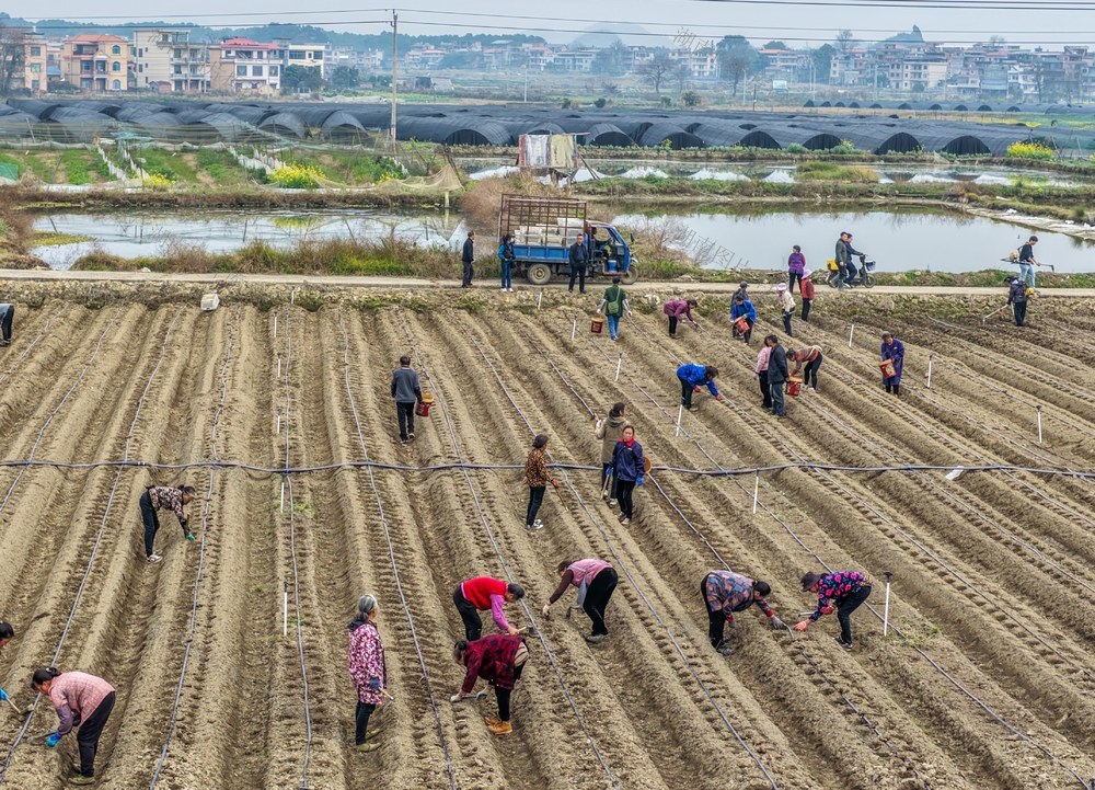 湖南道县：特色产业促增收