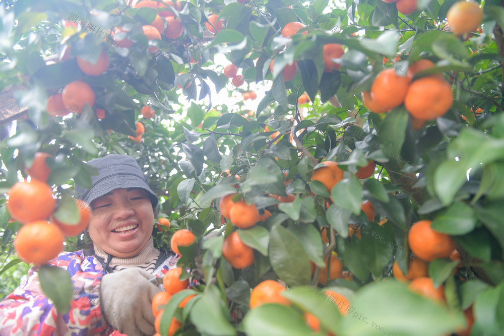 湖南道县：采砂糖橘 保障供应