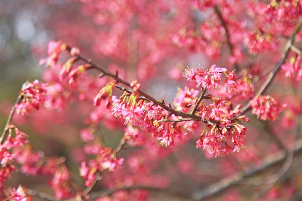 常宁  百万樱花 开园