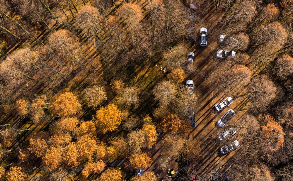 自然 风景 秋天 树林 排牙山 红枫树 枫树 