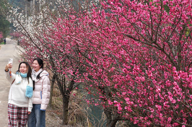 踏青 赏花 春光 
