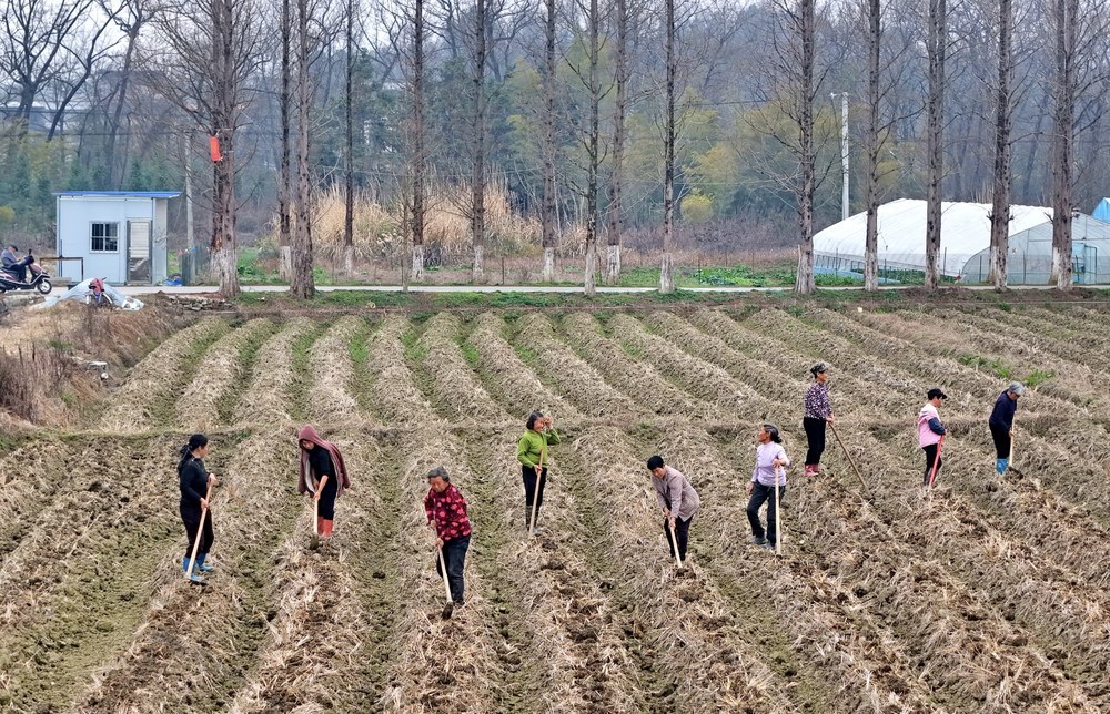 乡村  农民  春种