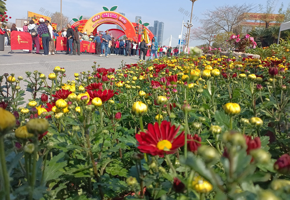 佛山陈村第42届迎春花市盛大启幕