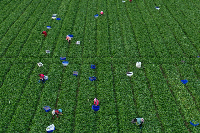 嘉禾：采收蔬菜  保供市场