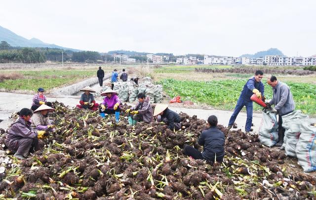采收香芋直供粤港澳大湾区春节市场