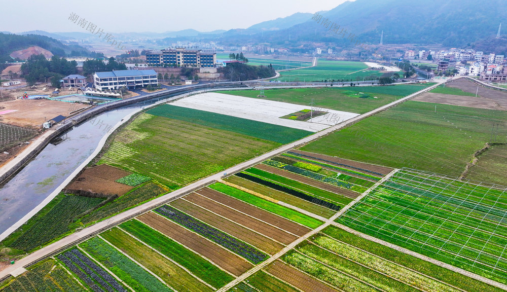 田园  蔬菜  绿意  盎然